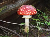 Ariadna  Suarez Arreola