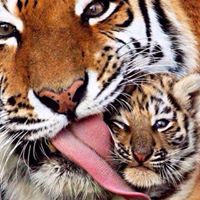 Gilda Karina Salvo Arancibia