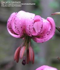 Alexsandra Ximenes  Pereira