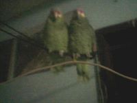 Juan Carlos  Alvarez Ruiz