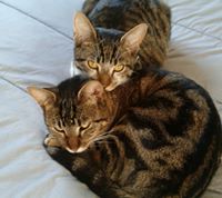 Viviana Carina  Dacuy della Camera