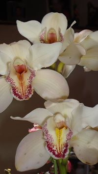 Blanca Edith  Giraldo