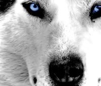 Luis Alberto  Llanos Buleje