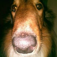 Daniel RockWolf Salcedo