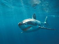 Jose Angel  Sepulveda Vergara