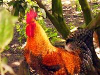 Juan Ernesto  Almeida Escobar