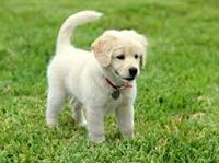 Pedro Manuel  Guaman Poma