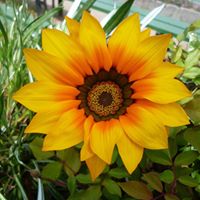 Rosa  Paiva Curitima