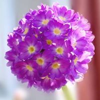 Elina N Andrea  Medina  