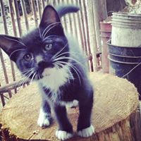 Denise  San Martin Chavez