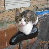 Augusto  Cortes Pinilla