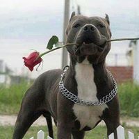 Francisco Alberto  Chiguil Lopez