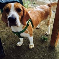 Arturo Hernández Londoño