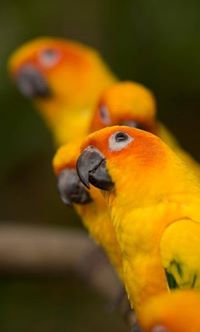 Maximiliano  Sozoranga