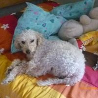 Jenniffer Francesca Plaza Leiva