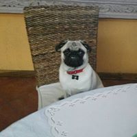 Maria Guadalupe  Diez Arce