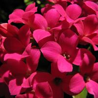 Veronica  DE LOS Angeles