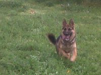 Ivan Alejandro  Nasser Alvarado