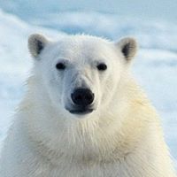 Toño  Garcia Vazquez