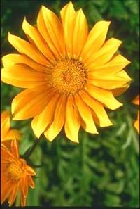 Aurelia  Avitia Alcántar