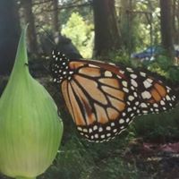 Monarca Nativa Vivero Paisajismo