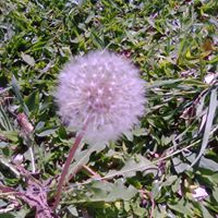 Estrela  Flor Estilo