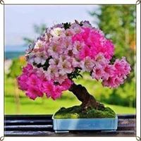 Yurian Alexander  Jaspe Calderon