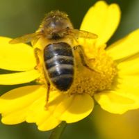 María Ángeles  Blasco Moya