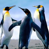 Martha La Que Mas Ama