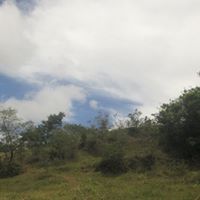 Melolaluna Mesiesco Caturra