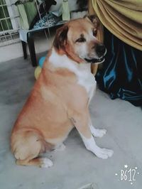 Lorena Fernanda Ferreira