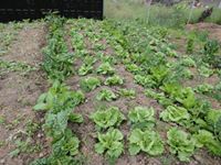 Agroproduvet  Tecnologia