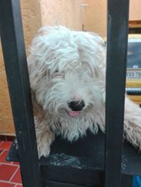 Alvaro Eduardo  Patiño Almeida