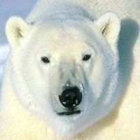 Nano  Cevallos Majojo